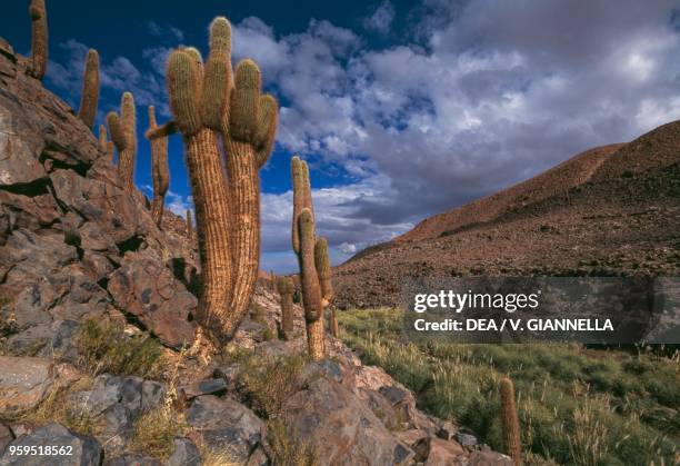 Echinopsis atacamensis, endemic cacti in the surroundings of San Pedro de Atacama, Chile.