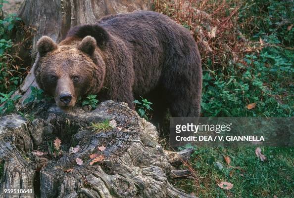 Brown bear in fir forests of Pokljuka Plateau
