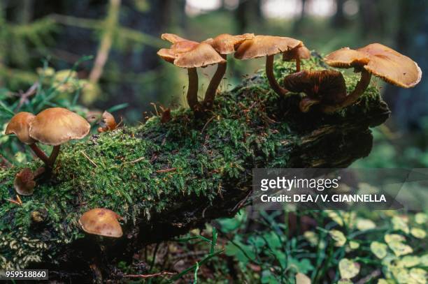 Mushrooms and moss in Pokljuka Plateau's understory, Triglav National Park, Slovenia.