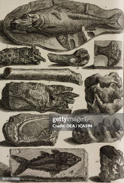 Fossils of sea animals , copperplate engraving by Pierre Quentin Chedel, from L'histoire naturelle eclaircie dans une de ses parties principales,...