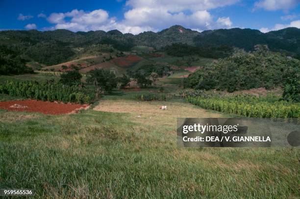 View over the hills of Cockpit Country, Jamaica.