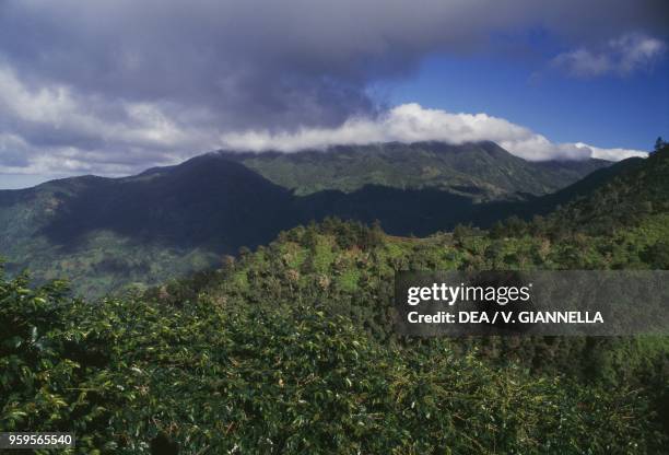 Coffee plantation in the Blue Mountains , Jamaica.