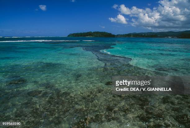 The coral reef in front of the coast of Port Antonio, Jamaica.