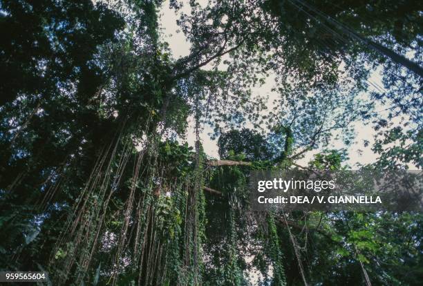 Trees with aerial roots in the rainforest near Port Antonio, Jamaica.