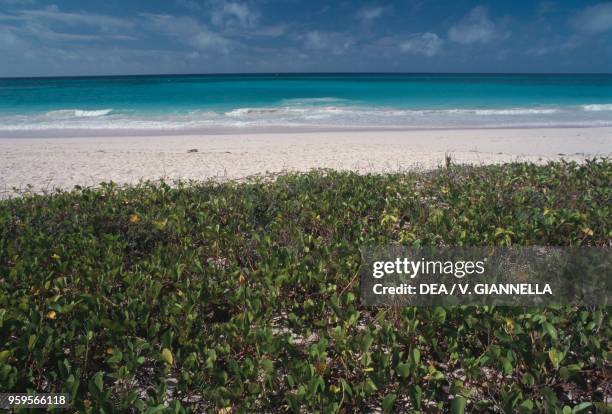 Vegetation on Cinnamon Bay Beach, Virgin Islands National Park, island of Saint John, US Virgin Islands, United States of America.