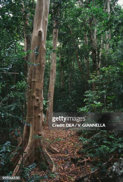 The rainforest within the island of Saint John, Virgin Islands National Park, US Virgin Islands, United States of America.