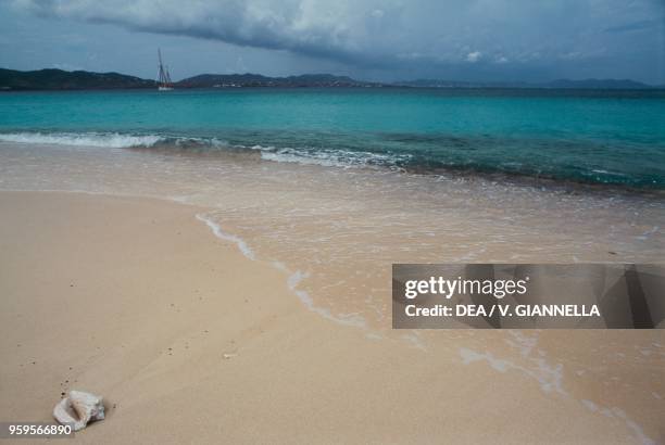 Shell of queen conch on Buck Island Beach, Saint Croix, US Virgin Islands, United States of America.