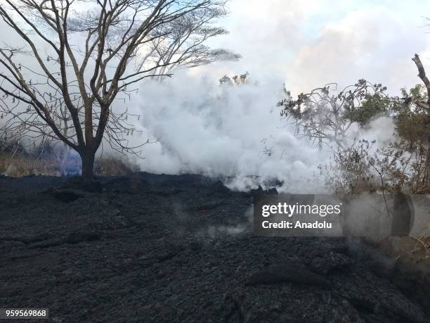 Ash plume rises from forest following a massive volcano eruption on Kilauea volcano in Hawaii, United States on May 16, 2018. Lava is spewing more...