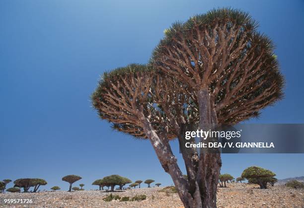 Dragon tree of Socotra , Diksam, Socotra Island , Yemen.