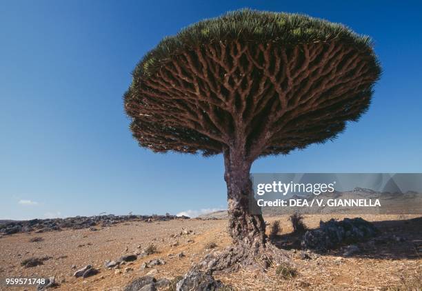 Dragon tree of Socotra , Diksam, Socotra Island , Yemen.
