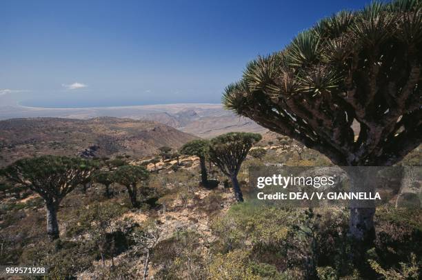 Dragon tree plants of Socotra , Socotra Island , Yemen.
