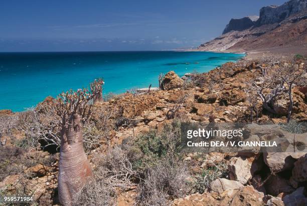 View of the coast towards Ras Muni, a plant of Adenium obesum socotranum, Socotra Island , Yemen.
