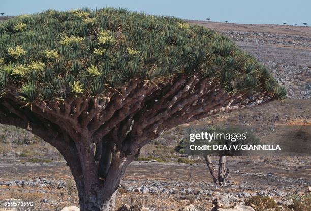 Crown of a Socotra Dragon tree , Socotra Island , Yemen.