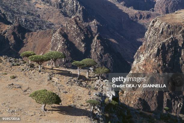 Socotra Dragon trees in a rocky landscape, Socotra Island , Yemen.