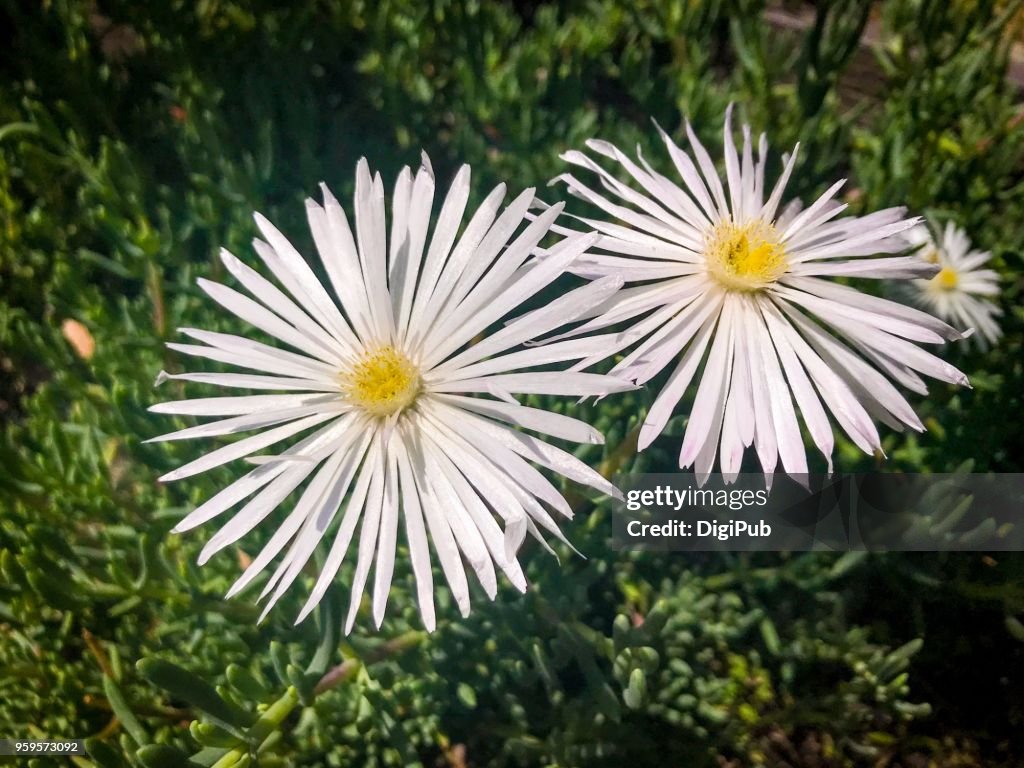 White Karee Moer (Desert Rose) Flowers