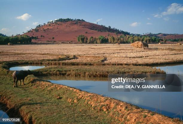 Rice fields on the Plain of Jars, plateau of Xiangkhoang, Laos.