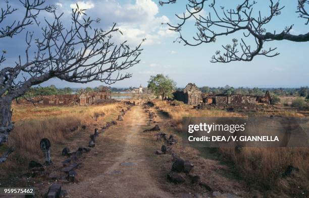 Frangipani plants on the road leading to the Khmer temple of Vat Phou , Champasak, Laos.