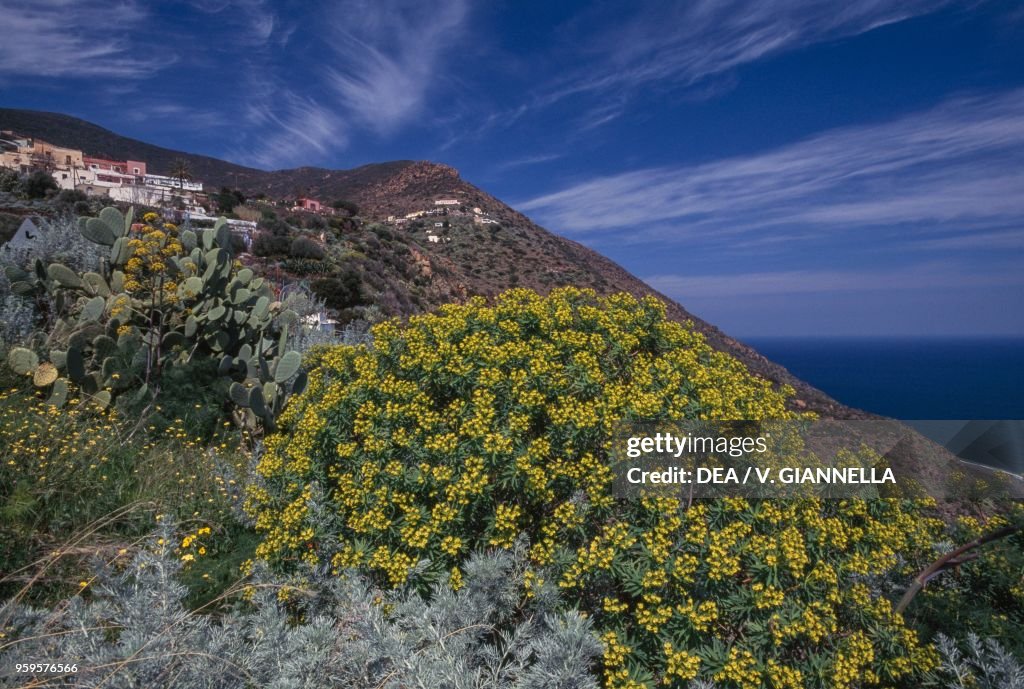 Maquis shrubland with spurge, Aeolian Islands