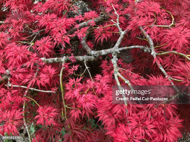 acer japonicum tree - japanischer goldahorn stock-fotos und bilder