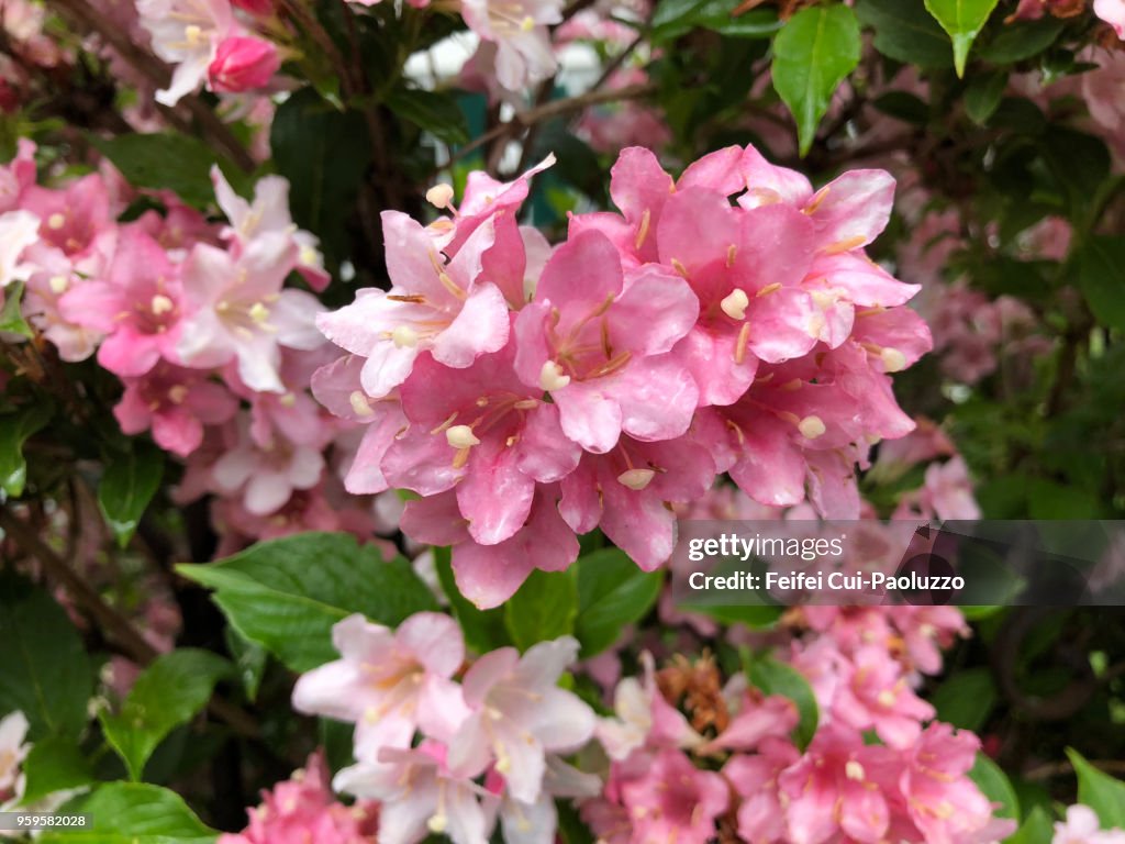 Weigela florida Pink Poppet