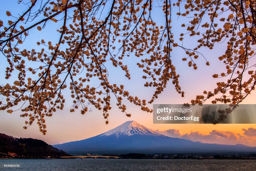 Fuji Mountain and Sakura Branches in Sunset Twilight Time at Kawaguchiko Lake