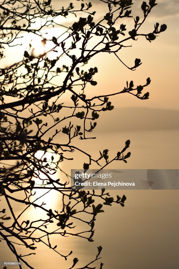 Close-Up Of Silhouetted Branches Against Sunset