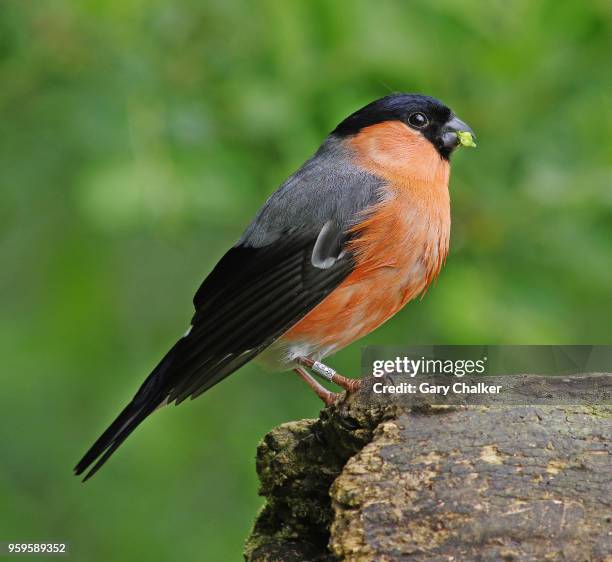 bullfinch [pyrrhula pyrrhula] - ciuffolotto comune eurasiatico foto e immagini stock