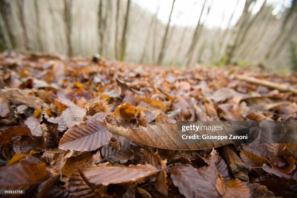 Leaves in the woods