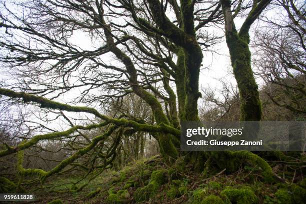 trees with moss - panic attack calm stock pictures, royalty-free photos & images
