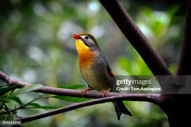 red-billed leiothrix - red billed leiothrix stock pictures, royalty-free photos & images