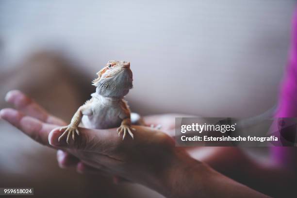 photograph of a reptil : bearded dragon,  on the hand of a person - reptile stock pictures, royalty-free photos & images