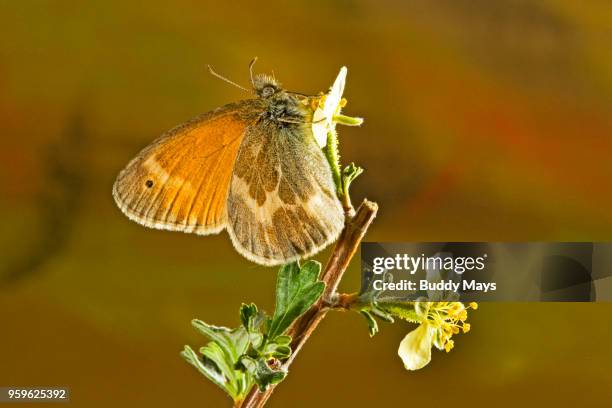 close-up of a butterfly pollinating a wildflower - ochre ringlet stock-fotos und bilder