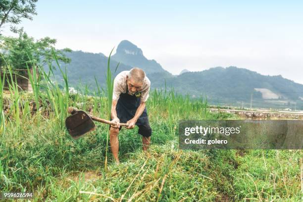 Rice Roots Photos and Premium High Res Pictures - Getty Images