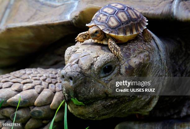 One of the five newborn African spurred tortoise remains atop a male turtle, at the zoo, in Guadalajara, Mexico, Jalisco state, on May 17, 2018.