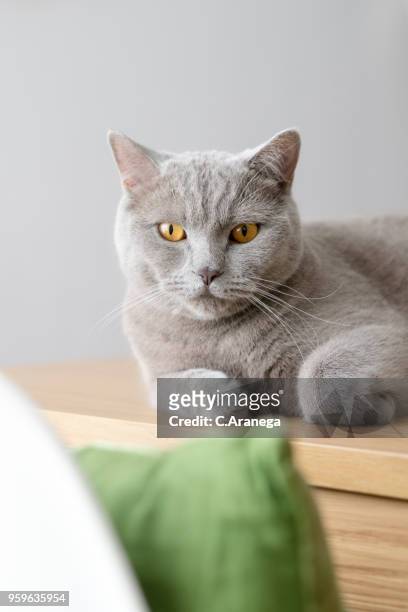 gato descansando - descansando stock pictures, royalty-free photos & images