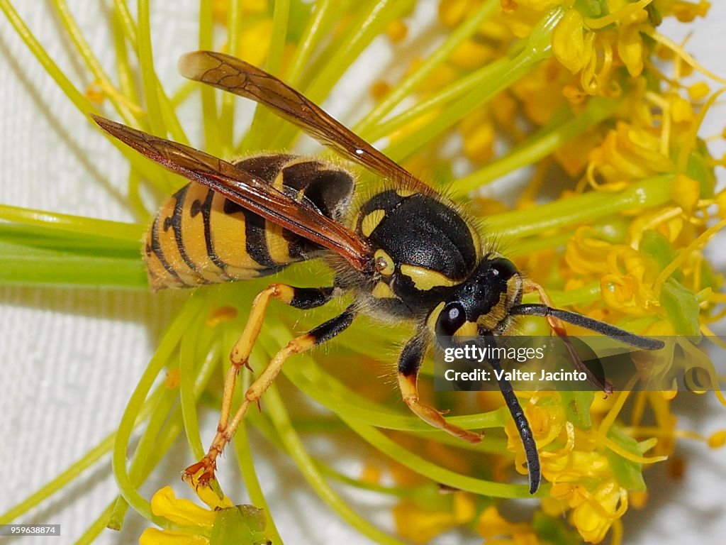 German Wasp (Vespula germanica)