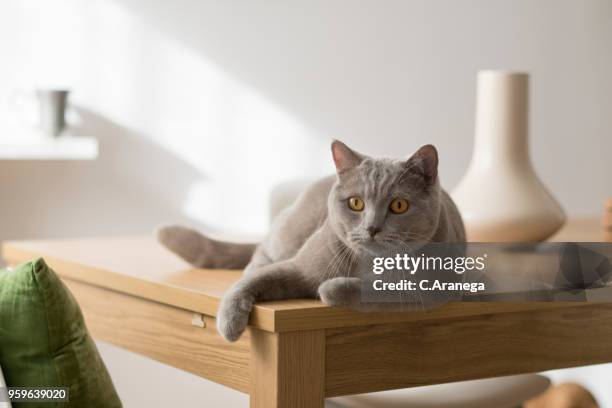 gato gris  descansando en una mesa - descansando stock-fotos und bilder