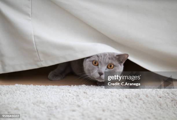 gato escondido debajo del sofá - cat peeking stock pictures, royalty-free photos & images