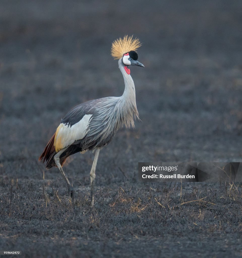 African Crowned Crane