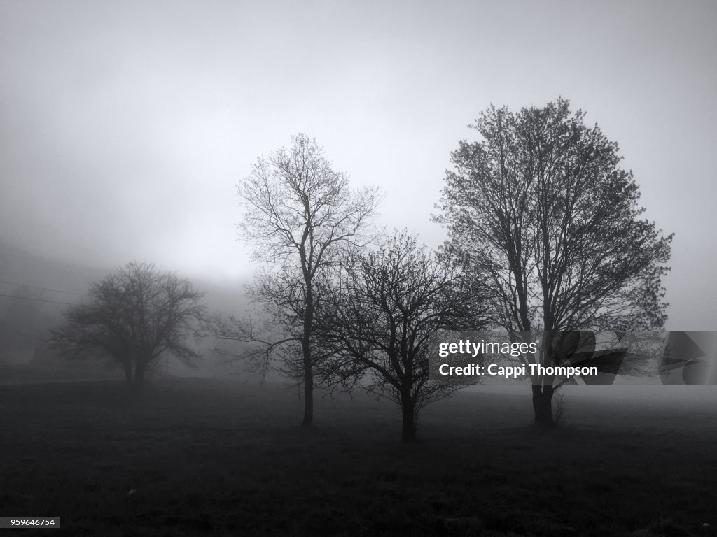 Black and white stand of trees during foggy morning in Dummer, New Hampshire USA