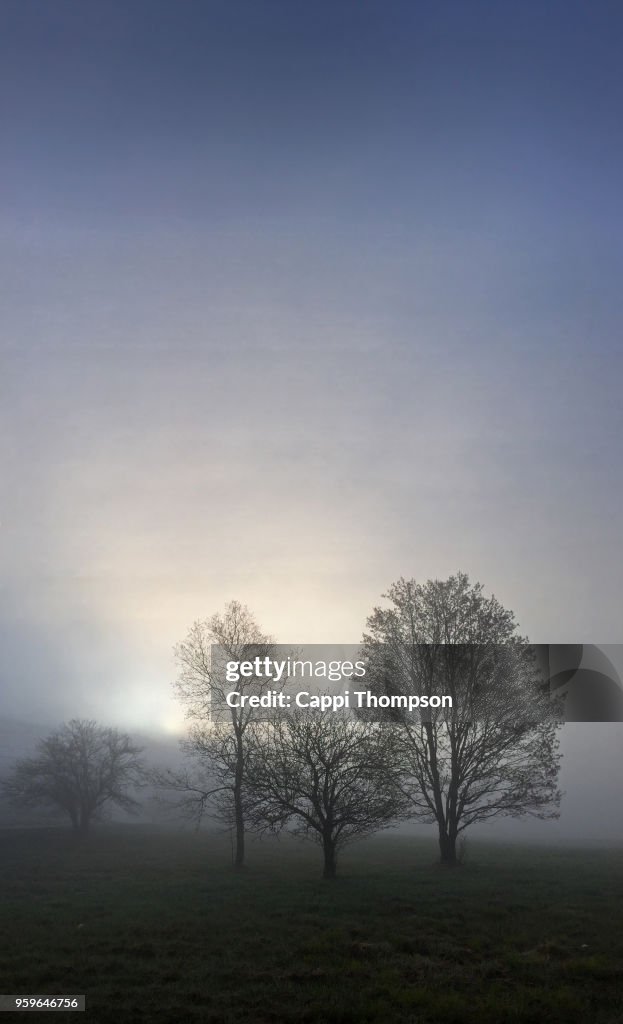 Misty morning springtime trees in grassy field near Dummer, New Hampshire USA