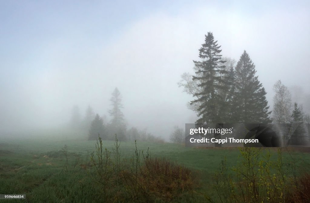 Foggy nature scene with trees and foggy farm pasture in Milan, New Hampshire