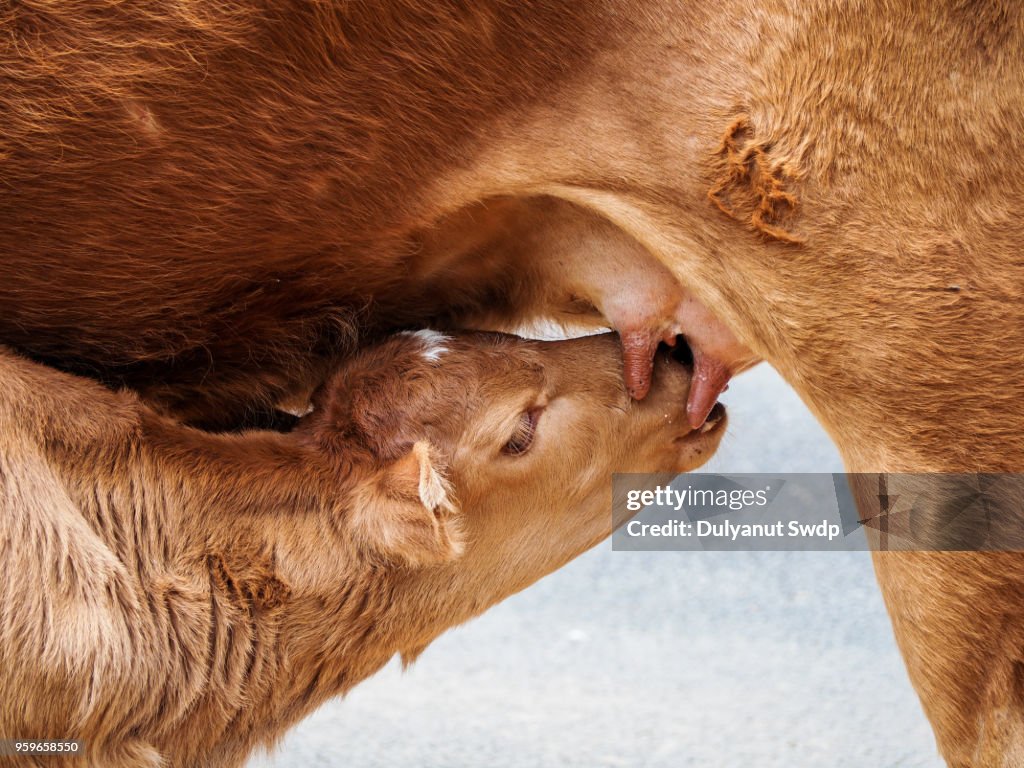 Calf suckling milk in morning, Young calf drinks milk from his mother