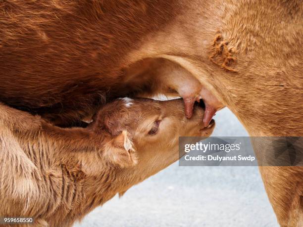 calf suckling milk in morning, young calf drinks milk from his mother - ubre fotografías e imágenes de stock