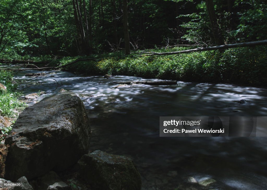 Stream in forest