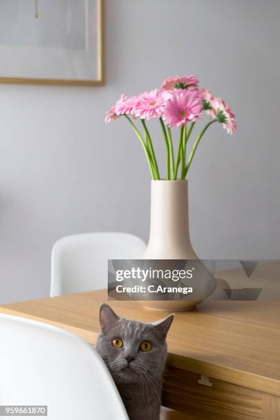 gato gris sentado en una silla - sentado stock pictures, royalty-free photos & images