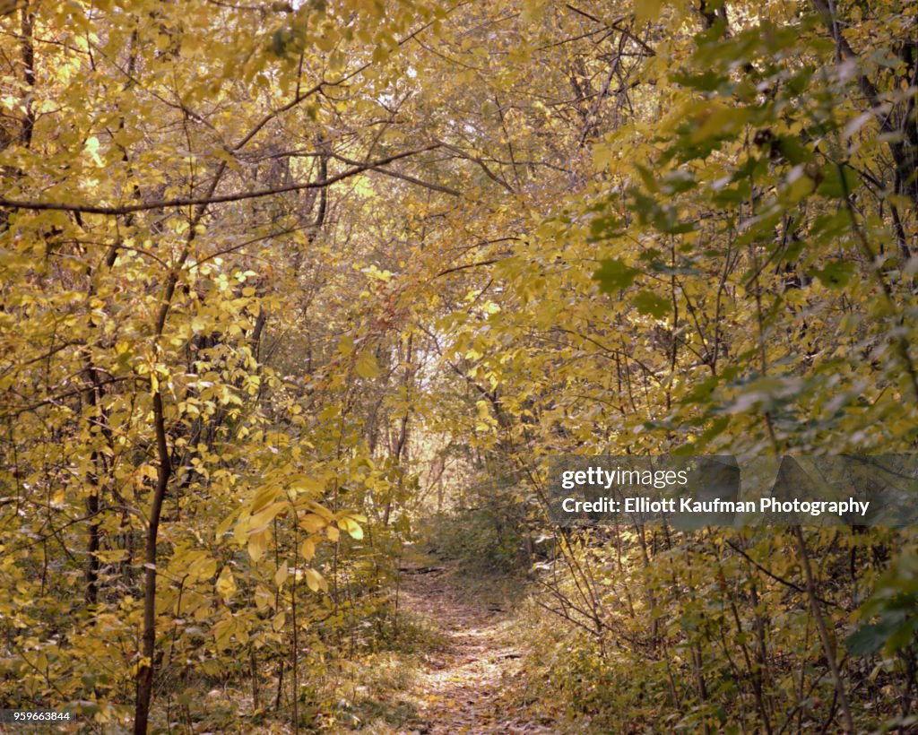 Forest in Shenandoah Valley