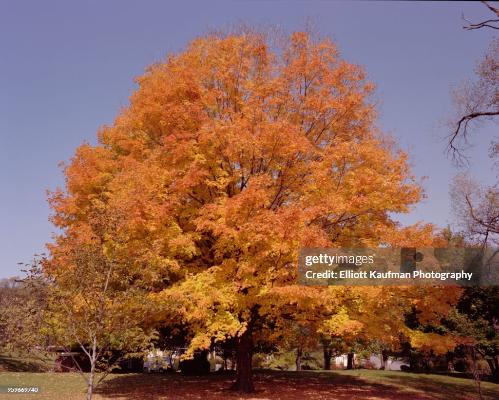 Tree with orange leaves in West Virginia in autumn