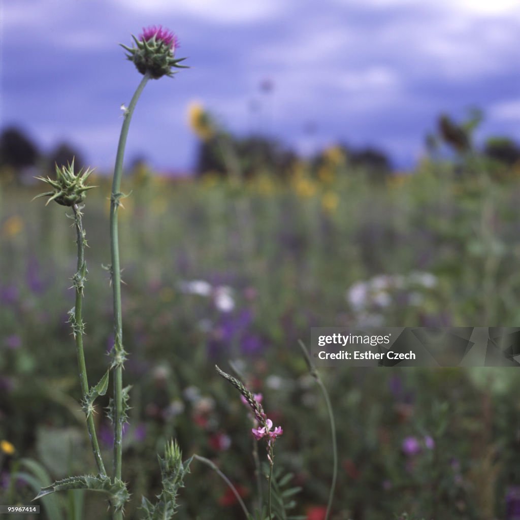 Summer thistle