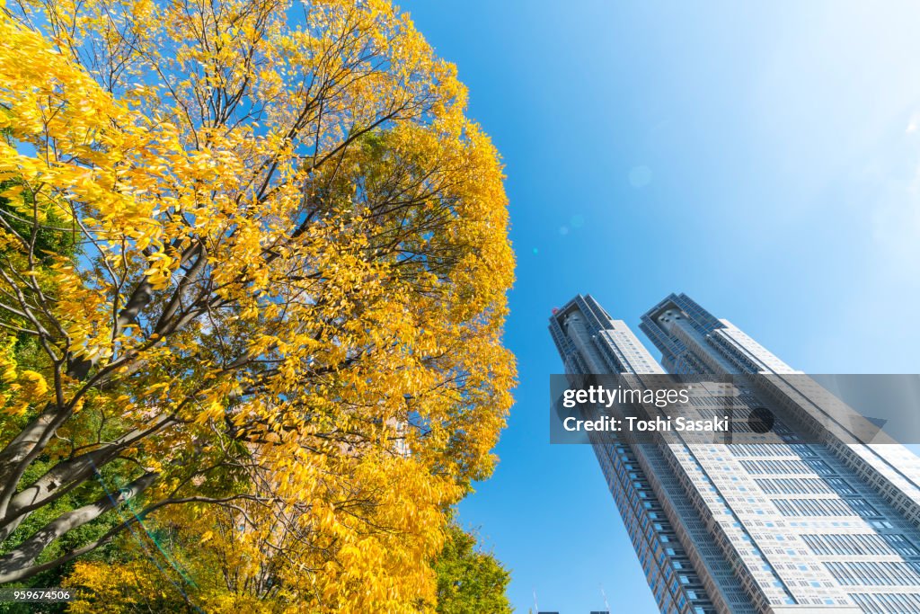 Autumn leaves tree stands next to The Tokyo Metropolitan Government Building at Shinjuku Subcenter Nishi-Shinjuku, Tokyo Japan on November 24 2017.
